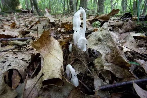 贵州发现罕见幽灵之花