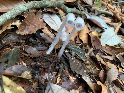 贵州发现罕见幽灵之花